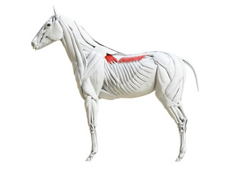 3d rendered medically accurate illustration of the equine muscle anatomy - serratus dorsalis © Sebastian Kaulitzki
