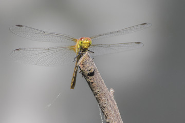 Dragonfly on a branch, macro close-up with smooth bokeh background