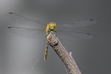 Dragonfly on a branch, macro close-up with smooth bokeh background