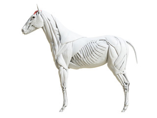 3d rendered medically accurate illustration of the equine muscle anatomy - temporalis © Sebastian Kaulitzki
