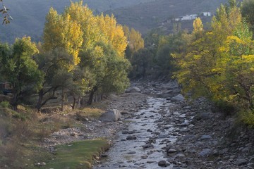 A river in yellow autumn trees