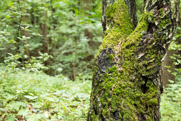 Tree in the forest, blurred background. Place for word.