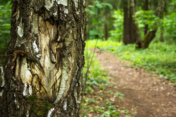 Tree in the forest, blurred background. Place for word.