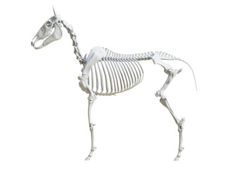 3d rendered medically accurate illustration of the equine skeleton - - obrazy, fototapety, plakaty