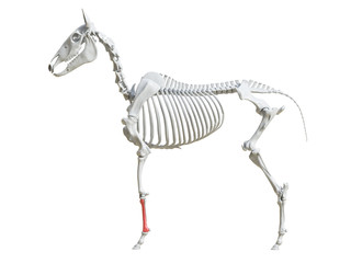 3d rendered medically accurate illustration of the equine skeleton - cannon bone