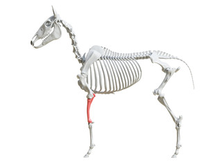 3d rendered medically accurate illustration of the equine skeleton - radius