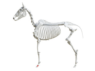3d rendered medically accurate illustration of the equine skeleton - second phalange