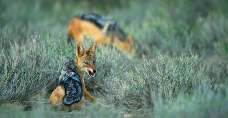 red fox