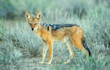 red fox in grass