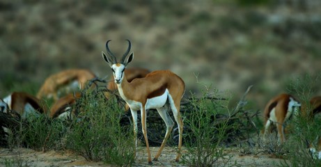 impala in serengeti national park tanzania africa