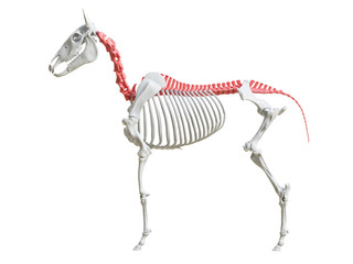 3d rendered medically accurate illustration of the equine skeleton - spine © Sebastian Kaulitzki