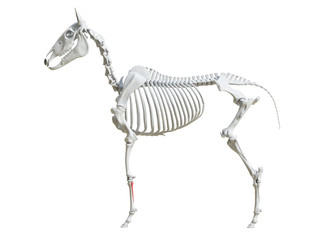 3d rendered medically accurate illustration of the equine skeleton - splint bone - obrazy, fototapety, plakaty