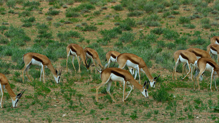 impala antelopes kalahari south africa