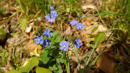 Ehrenpreis Nahaufnahme