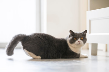 Cute british shorthair, indoor shot