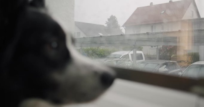 An Australien Shepherd looks out of the window on a rainy day. The focus shifts an shows a car and houses.