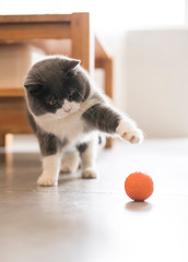 Cute british shorthair, indoor shot