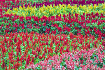 Vertical garden flowers in the park.