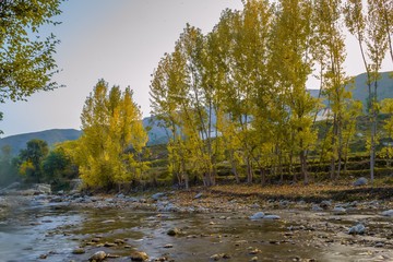 Autumn trees reflections in a lake
