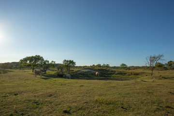 Fototapeta premium Grassland at the Sea