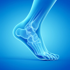 Fototapeta 3d rendered medically accurate illustration of the bones of the foot obraz