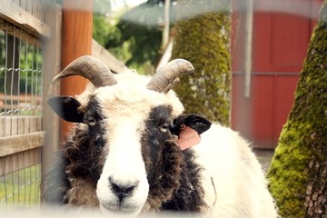 Horned black and white sheep at a petting zoo, looking at the camera