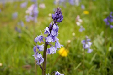 Violet bluebells in the spring with green grass background and yellow dandelions