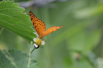 Fototapeta premium Butterfly on a flower with green background