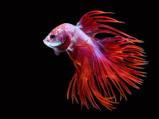 Colorful Siamese fighting fish on a black background.