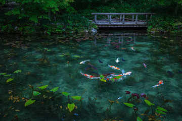 岐阜県 モネの池 