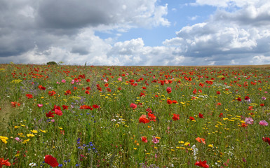 Mohnblüte