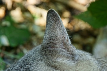 one big gray ear on a cat head on the street