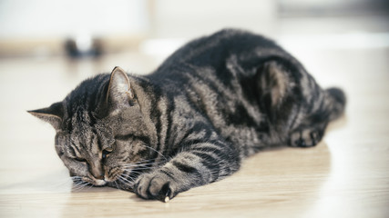 Cat hold a catnip stick - obrazy, fototapety, plakaty