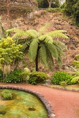 Fern tree in a park in Nordeste, Sao Miguel