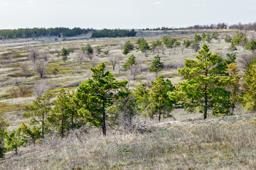 Fototapeta na wymiar The rare pine trees planted on the hill slope for soil reinforcement. Rostov-on-Don region, Russia