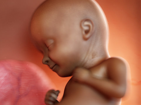 3d rendered medically accurate illustration of a black fetus