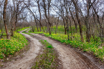 Fototapeta na wymiar The unpaved country road leading through the leafless forest with blossom yellow wildflowers at the early spring time