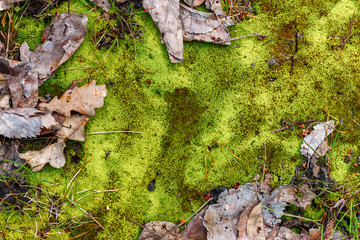 The natural forest background with vibrant green moss and dry fallen leaves of oak