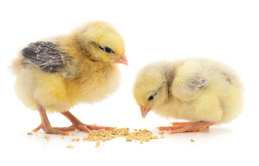 Two chickens and grains isolated.