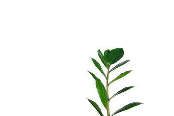 Beautiful green leaves of flowers on a white background
