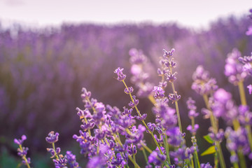 Lavender bushes closeup on sunset. Sunset gleam over purple flowers of lavender. Provence region of Moldavia,2019