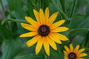 one yellow bud of a large flower in the garden