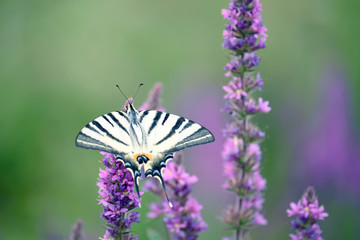 Beautiful butterfly Iphiclides podalirius  on lilac flowers. Artistic tender photo. Soft selective focus.