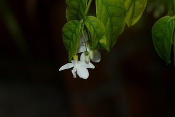 A white flower and leaves  wither after sunset in night. 