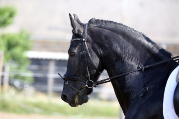 Portrait of a sport horse during dressage competition under saddle