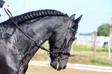 Portrait of a sport horse during dressage competition under saddle