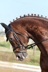 Portrait of a sport horse during dressage competition under saddle