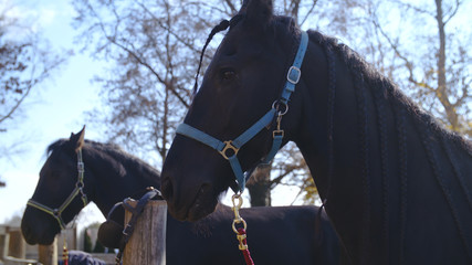 Obraz premium Frisian horse head with braids