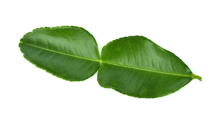 Bergamot leaf isolated on white background