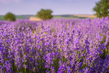 Naklejka premium Lavender bushes closeup on sunset. Sunset gleam over purple flowers of lavender. Provence region of Moldavia,2019